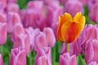 USA, Washington State, Skagit Valley, Lone orange tulip amongst pink tulips Art Print